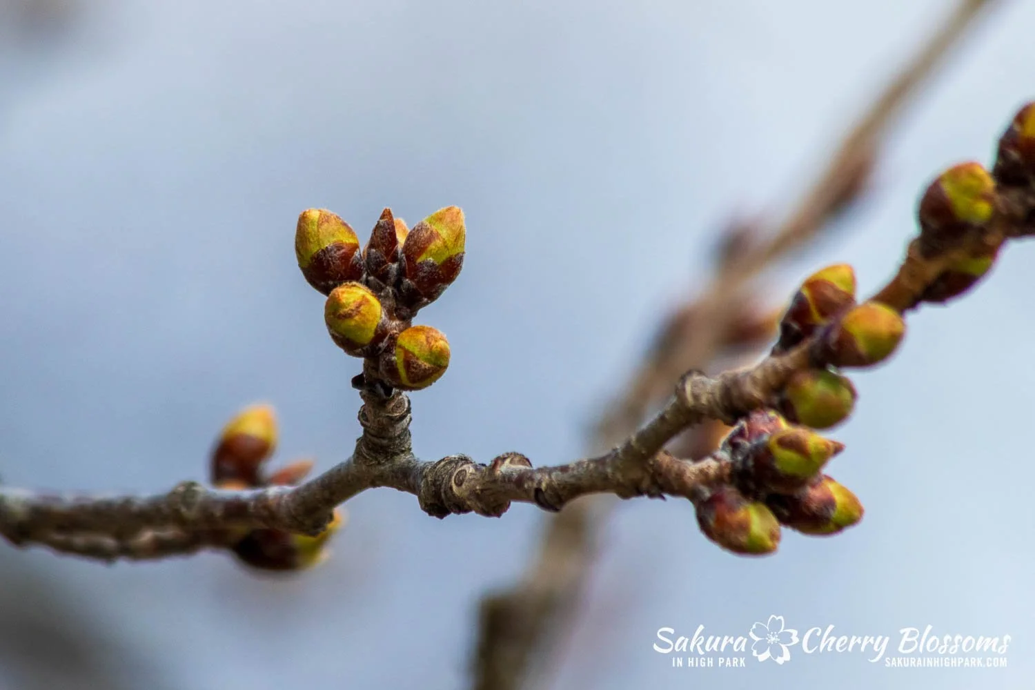 Sakura Watch March 27, 2024 - Cold kept trees in Stage 2